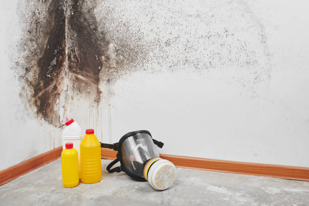 Best Mold Testing  in Hesston, KS