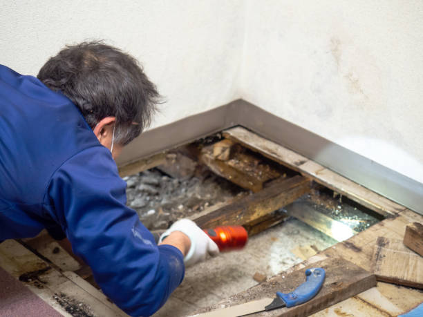 Best Fast Mold Removal  in Hesston, KS