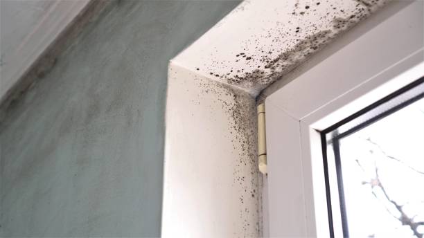 Hesston, KS Mold Removal Company