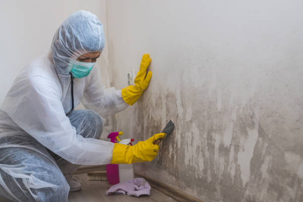 Attic Mold Removal in Hesston, KS