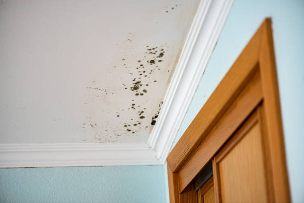 Best Affordable Mold Removal  in Hesston, KS