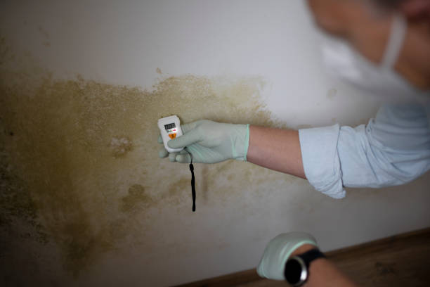 Best Attic Mold Removal  in Hesston, KS
