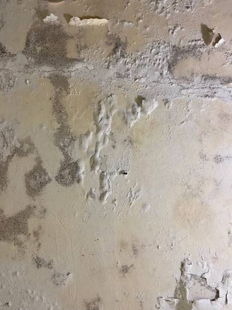 Best Water Damage Restoration  in Hesston, KS
