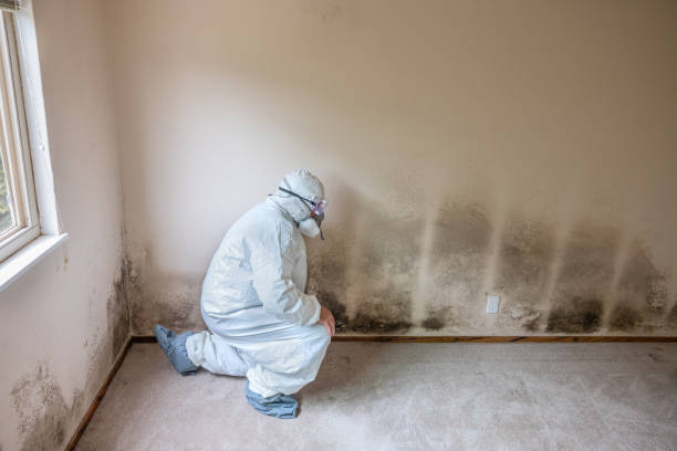 Best Attic Mold Removal  in Hesston, KS