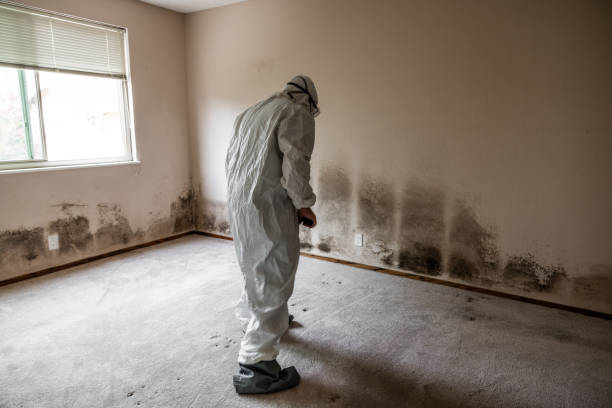 Best Home Mold Removal  in Hesston, KS