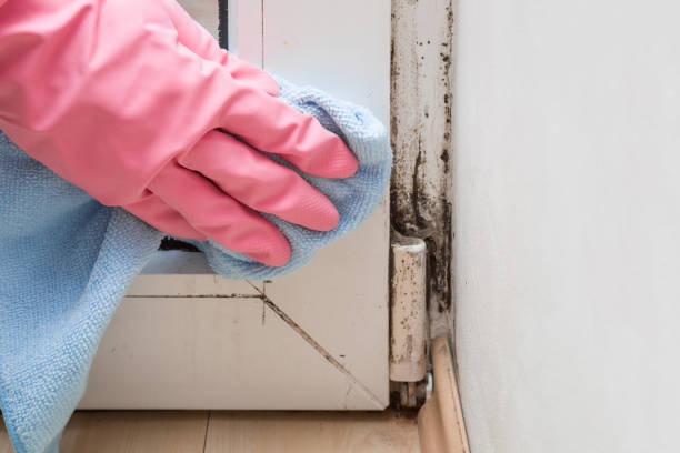Best Mold Testing  in Hesston, KS
