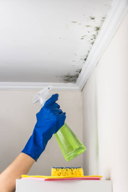 Best Professional Mold Removal  in Hesston, KS