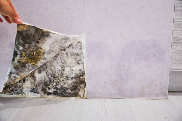 Best Best Mold Removal Companies  in Hesston, KS